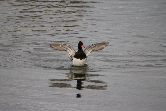 Lesser Scaup