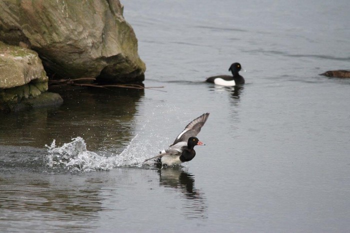 Lesser Scaup