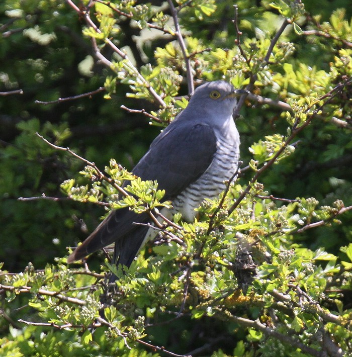 Cuckoo