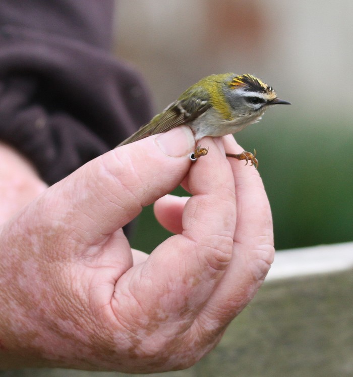 Firecrest