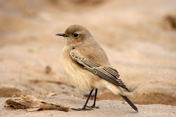 Desert Wheatear