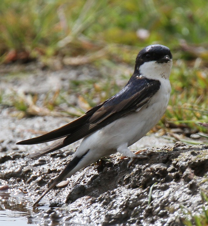 House Martin