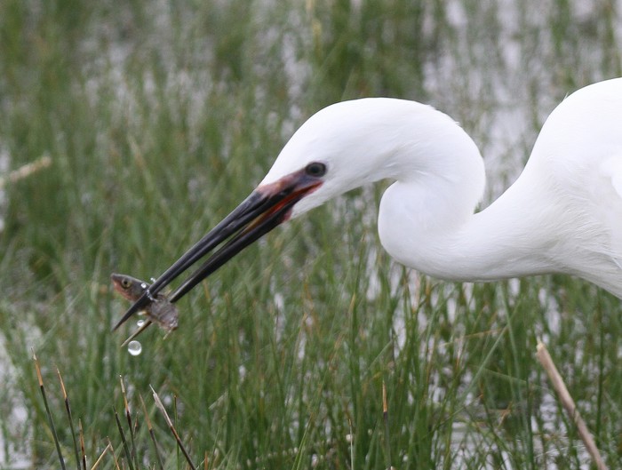 Little Egret