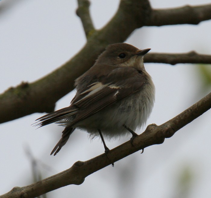 Pied Flycatcher