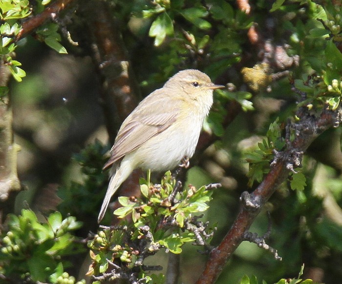 Willow Warbler