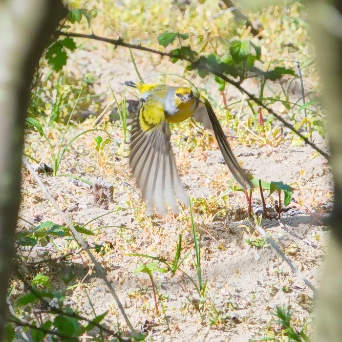 Citril Finch