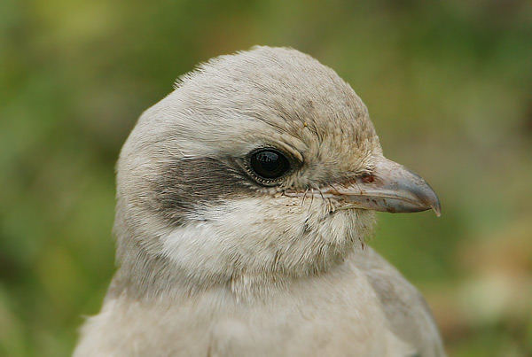 Steppe Grey Shrike