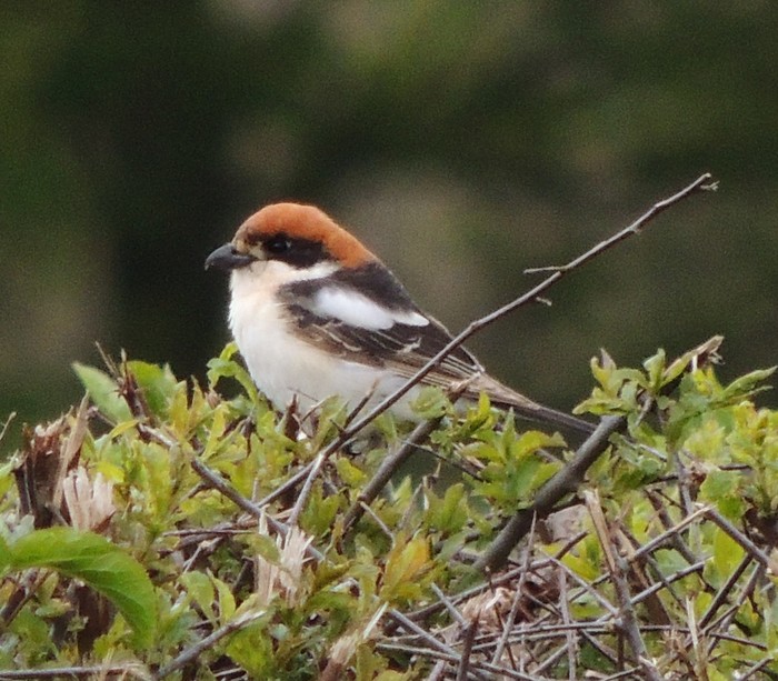 Balearic Woodchat Shrike