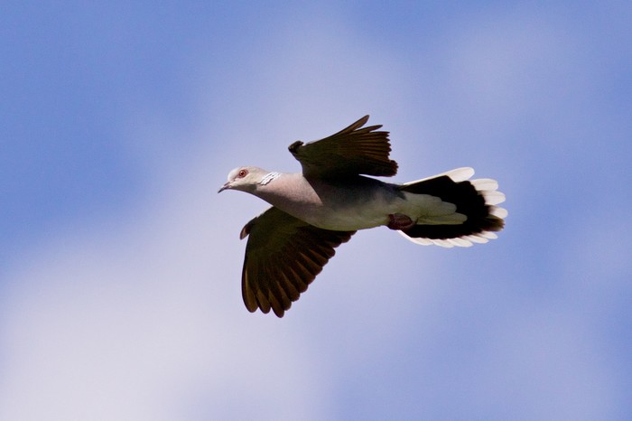 Turtle Dove