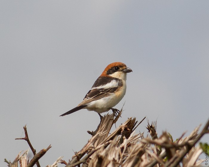 Balearic Woodchat Shrike