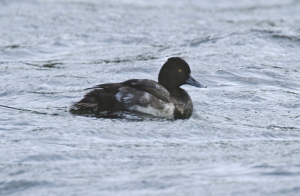 Lesser Scaup