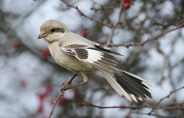 Steppe Grey Shrike