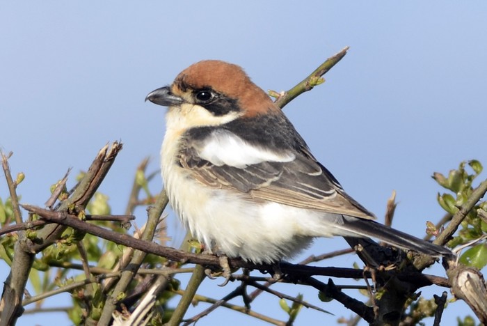 Balearic Woodchat Shrike