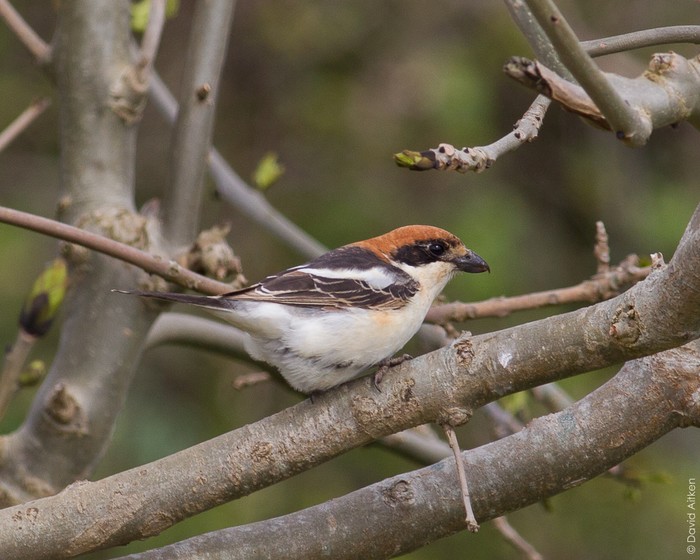 Balearic Woodchat Shrike