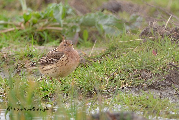 Red-throated Pipit
