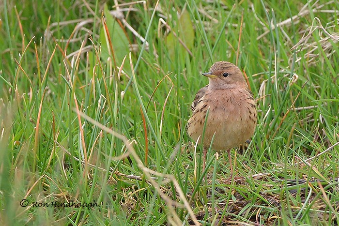 Red-throated Pipit