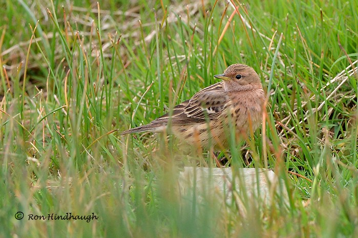 Red-throated Pipit