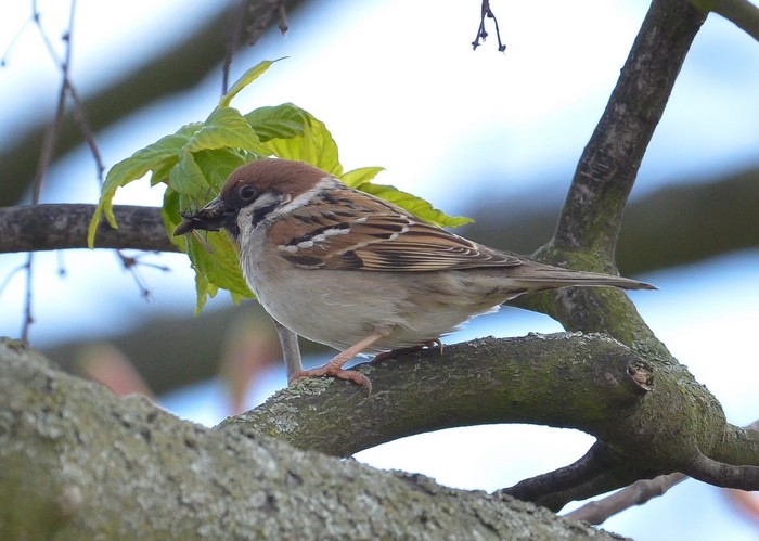 Tree Sparrow