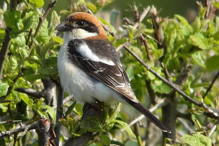 Balearic Woodchat Shrike