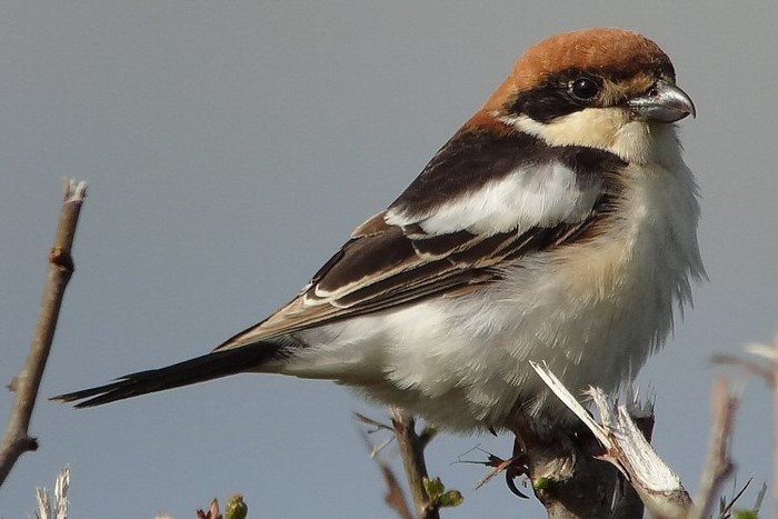 Balearic Woodchat Shrike