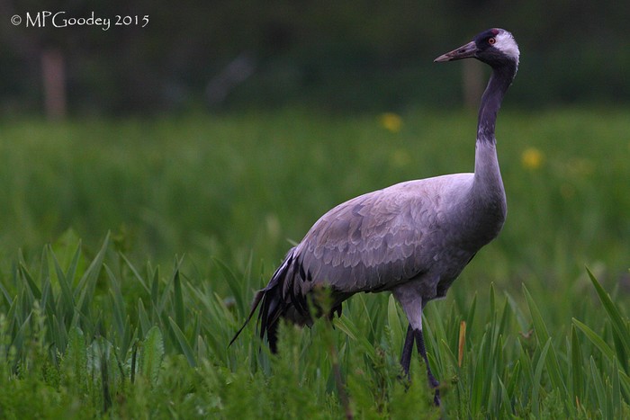 Common Crane