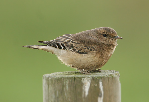 Pied Wheatear