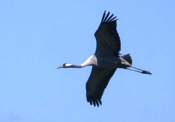 Common Crane