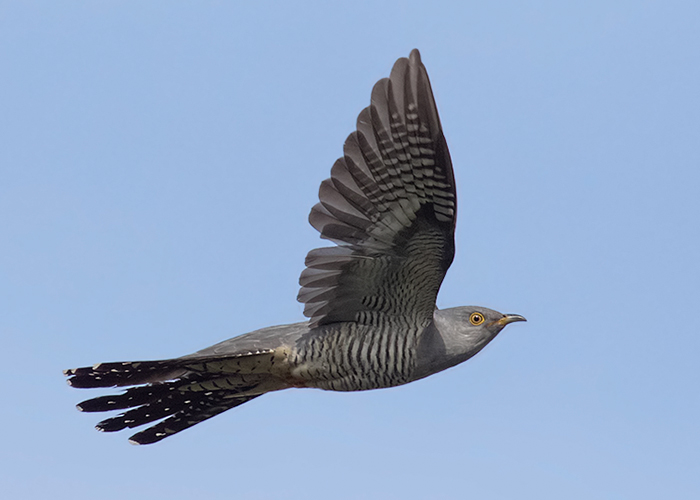 Cuckoo