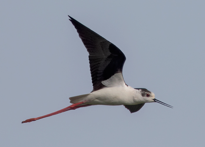 Black-winged Stilt