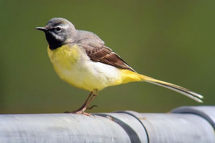 Grey Wagtail