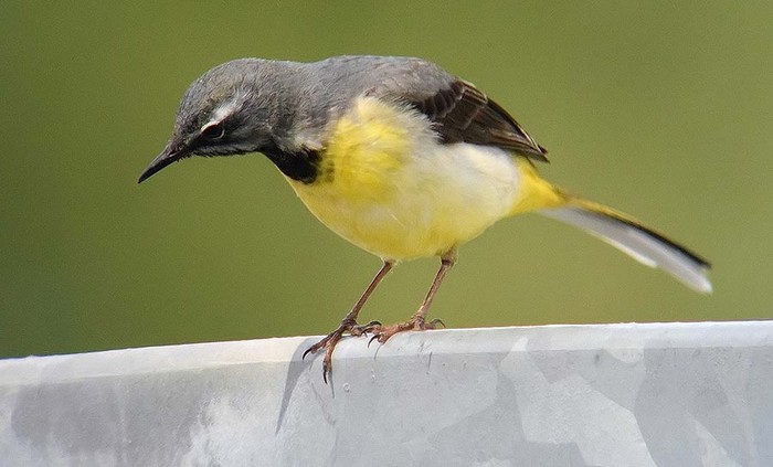 Grey Wagtail