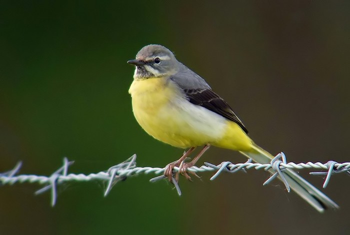 Grey Wagtail