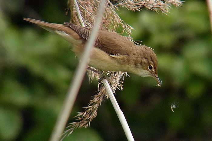 Reed Warbler