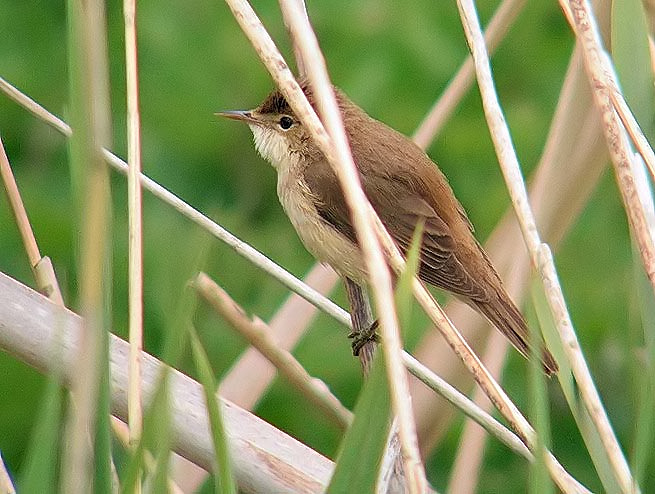 Reed Warbler