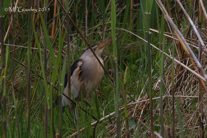 Little Bittern