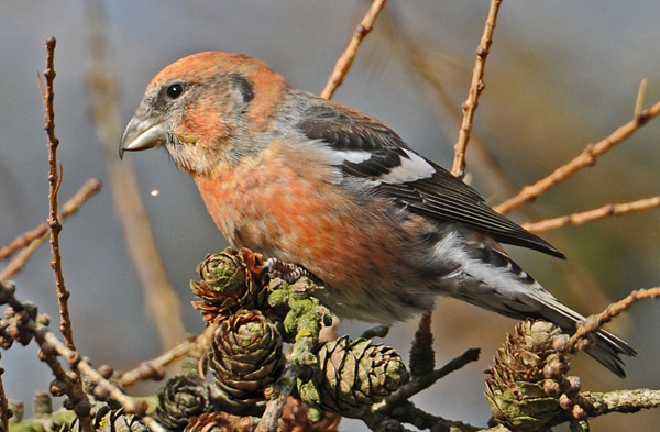 Two-barred Crossbill
