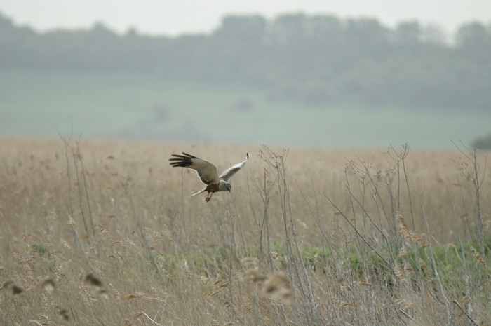 Marsh Harrier