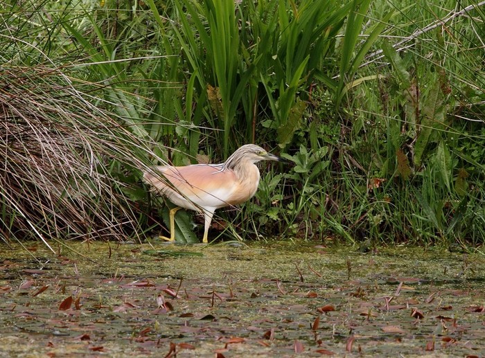 Squacco Heron