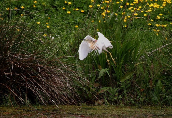 Squacco Heron