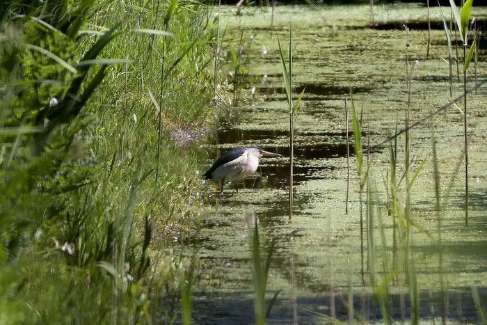Little Bittern