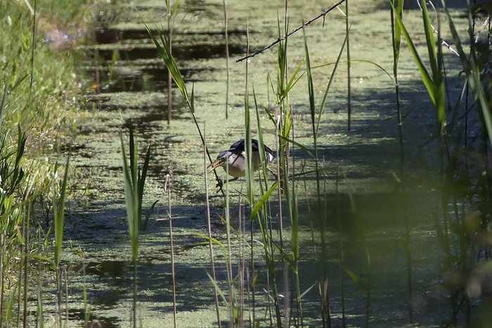 Little Bittern