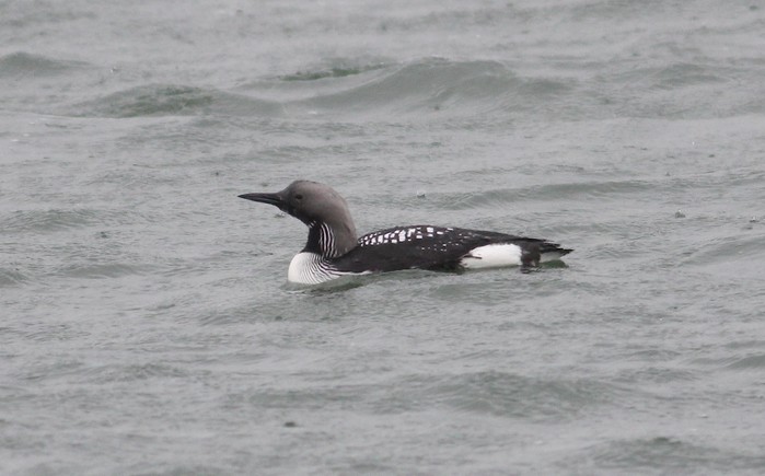 Black-throated Diver