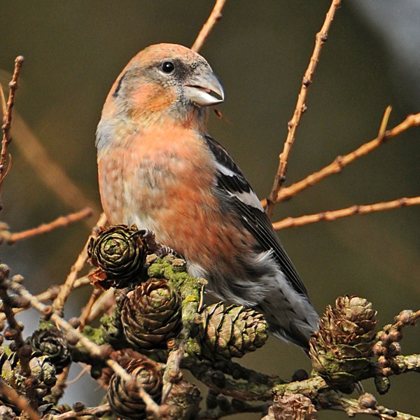 Two-barred Crossbill