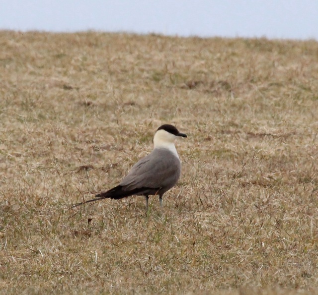 Long-tailed Skua