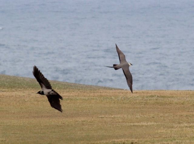 Long-tailed Skua