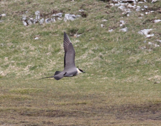 Long-tailed Skua