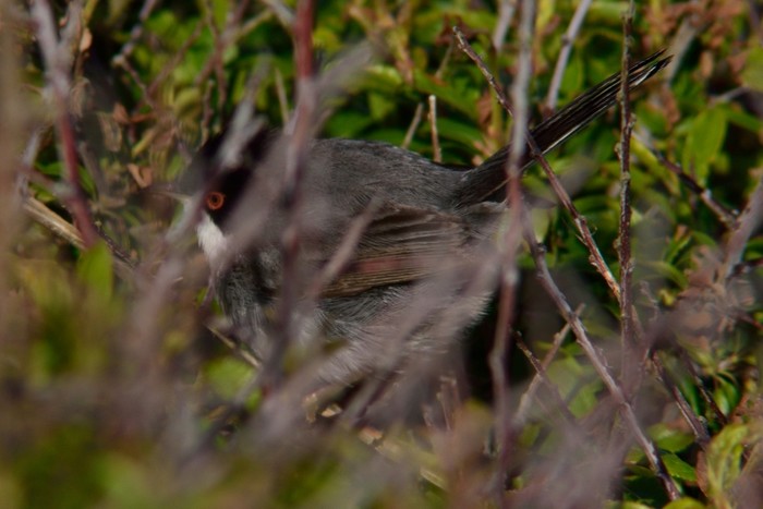 Sardinian Warbler