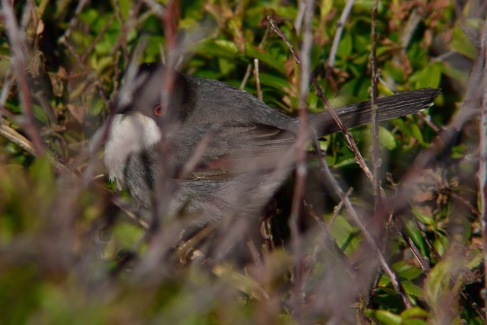 Sardinian Warbler