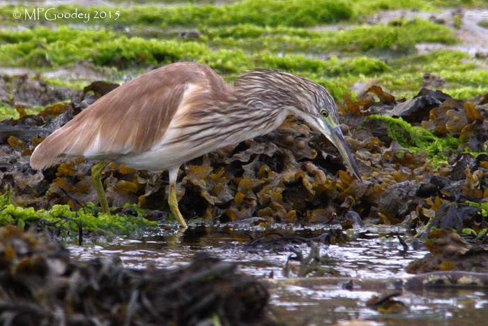Squacco Heron