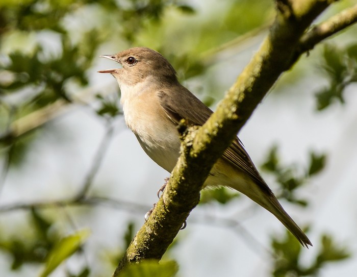 Garden Warbler